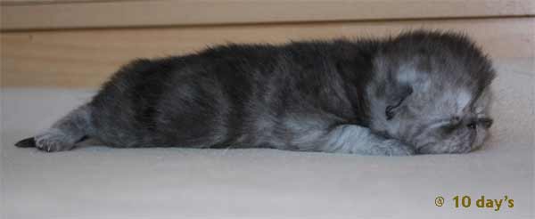 Kater 5: Blue silver tabby blotched, Exotic